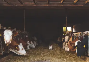 Formiato de calcio animal