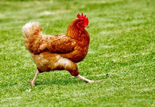 Formiato de calcio para piensos