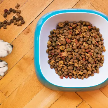 animal-nutrition