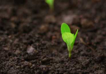 green-plant
