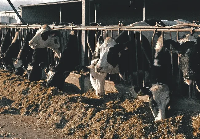 animal-feed