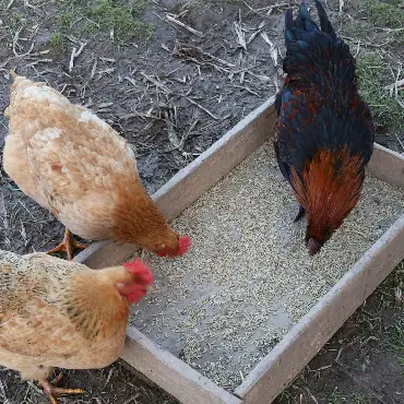 Feed Industry